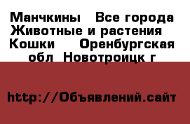 Манчкины - Все города Животные и растения » Кошки   . Оренбургская обл.,Новотроицк г.